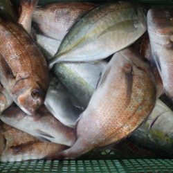 淡路じゃのひれフィッシングパーク 釣果