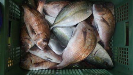 淡路じゃのひれフィッシングパーク 釣果