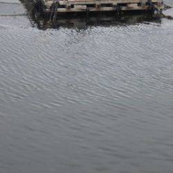 淡路じゃのひれフィッシングパーク 釣果