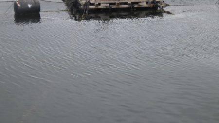 淡路じゃのひれフィッシングパーク 釣果