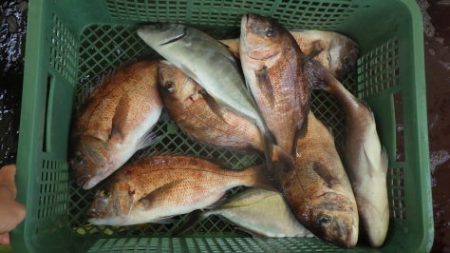 淡路じゃのひれフィッシングパーク 釣果