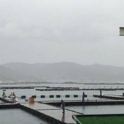 淡路じゃのひれフィッシングパーク 釣果