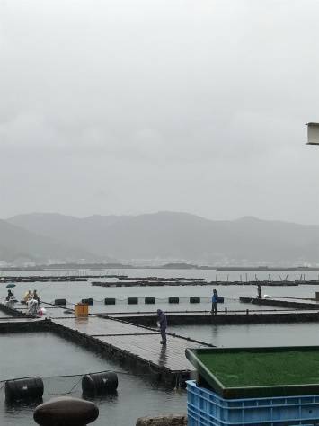 淡路じゃのひれフィッシングパーク 釣果