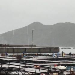 淡路じゃのひれフィッシングパーク 釣果