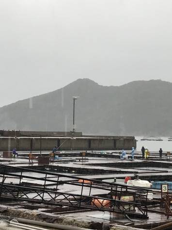 淡路じゃのひれフィッシングパーク 釣果