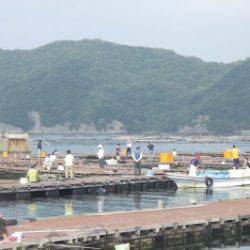 淡路じゃのひれフィッシングパーク 釣果