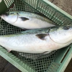 淡路じゃのひれフィッシングパーク 釣果