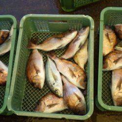 淡路じゃのひれフィッシングパーク 釣果