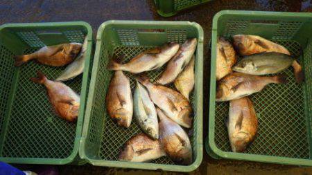 淡路じゃのひれフィッシングパーク 釣果