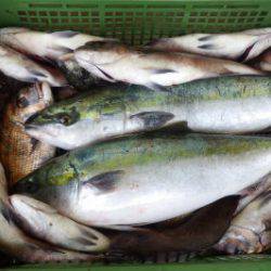 淡路じゃのひれフィッシングパーク 釣果