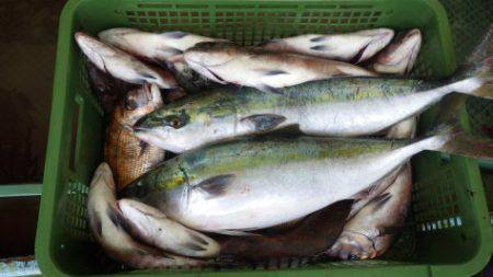 淡路じゃのひれフィッシングパーク 釣果