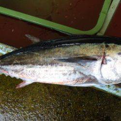 淡路じゃのひれフィッシングパーク 釣果