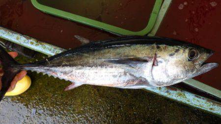 淡路じゃのひれフィッシングパーク 釣果