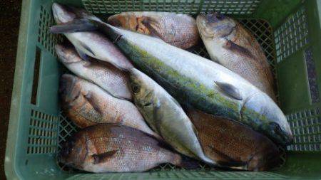 淡路じゃのひれフィッシングパーク 釣果