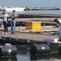 淡路じゃのひれフィッシングパーク 釣果