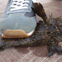 淡路じゃのひれフィッシングパーク 釣果