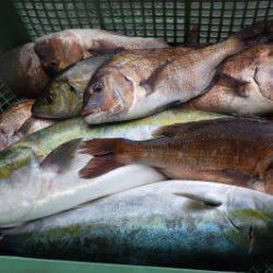 淡路じゃのひれフィッシングパーク 釣果