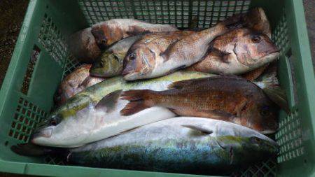 淡路じゃのひれフィッシングパーク 釣果