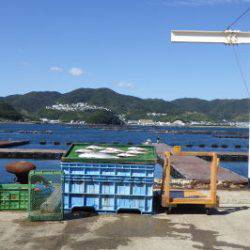 淡路じゃのひれフィッシングパーク 釣果