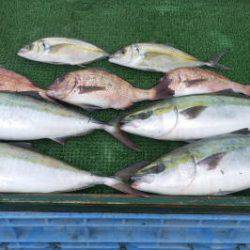 淡路じゃのひれフィッシングパーク 釣果