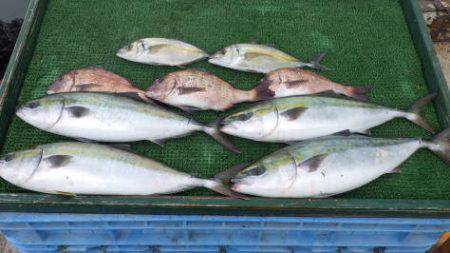 淡路じゃのひれフィッシングパーク 釣果