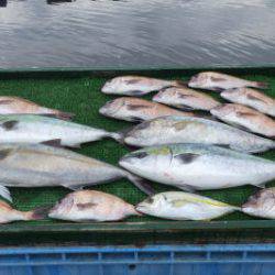 淡路じゃのひれフィッシングパーク 釣果