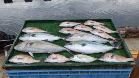 淡路じゃのひれフィッシングパーク 釣果