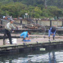 淡路じゃのひれフィッシングパーク 釣果