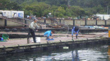 淡路じゃのひれフィッシングパーク 釣果
