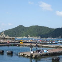 淡路じゃのひれフィッシングパーク 釣果