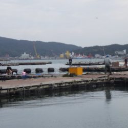 淡路じゃのひれフィッシングパーク 釣果