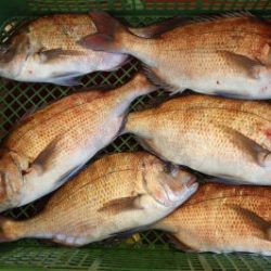 淡路じゃのひれフィッシングパーク 釣果