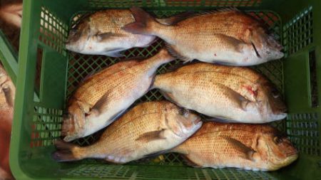 淡路じゃのひれフィッシングパーク 釣果