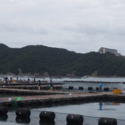 淡路じゃのひれフィッシングパーク 釣果