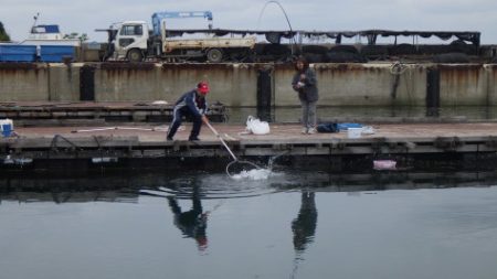 淡路じゃのひれフィッシングパーク 釣果