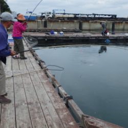 淡路じゃのひれフィッシングパーク 釣果