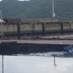 淡路じゃのひれフィッシングパーク 釣果
