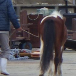 淡路じゃのひれフィッシングパーク 釣果