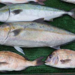 淡路じゃのひれフィッシングパーク 釣果