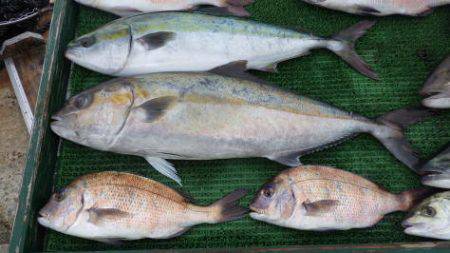 淡路じゃのひれフィッシングパーク 釣果