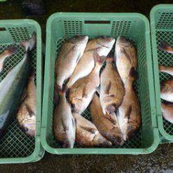 淡路じゃのひれフィッシングパーク 釣果