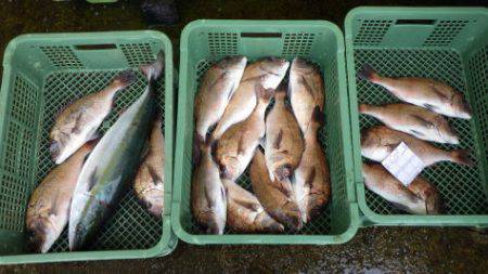 淡路じゃのひれフィッシングパーク 釣果