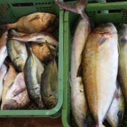 淡路じゃのひれフィッシングパーク 釣果