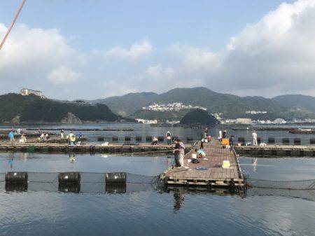 淡路じゃのひれフィッシングパーク 釣果