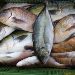 淡路じゃのひれフィッシングパーク 釣果