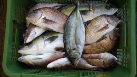 淡路じゃのひれフィッシングパーク 釣果