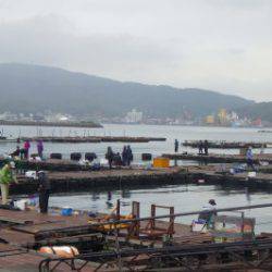 淡路じゃのひれフィッシングパーク 釣果