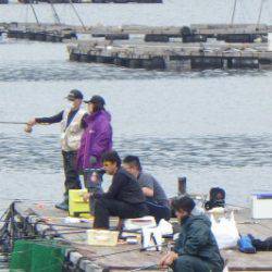 淡路じゃのひれフィッシングパーク 釣果
