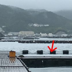 淡路じゃのひれフィッシングパーク 釣果