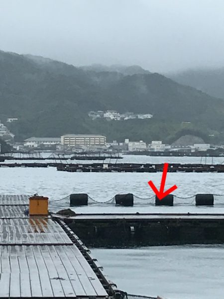 淡路じゃのひれフィッシングパーク 釣果